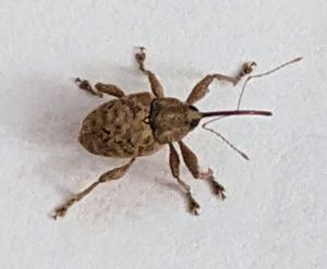 Curculio nucum, 갈색 견과 바구미
