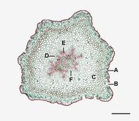 솔잎란의 횡단면. A: 표피, B: 기공, C: 피층, D: 내피, E: 목부, F: 사부