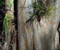 나도히초미(왼쪽)와 솔잎란(오른쪽)의 나무 위착생