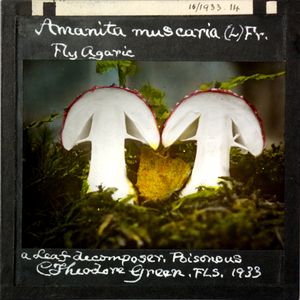 Theodore Green (1933)이 촬영한 광대버섯 사진