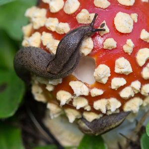 그물무늬꼬리달린개구리에게 먹히는 광대버섯, 캘리포니아