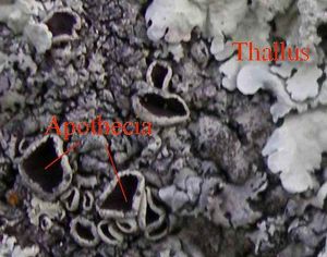 엽상 지의류의 원반 모양의 자낭반(왼쪽)과 탈러스(오른쪽)