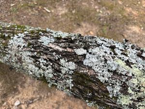 넘어진 가지에 자라는 지의류