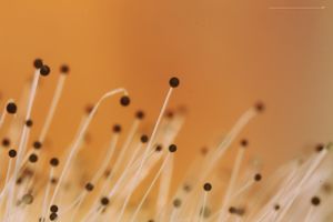 복숭아에 자라는 접합균류의 포자낭 세부 모습