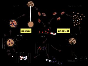 접합자낭 그림 및 번식