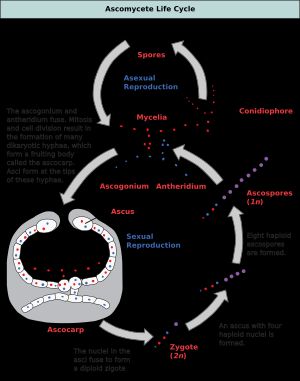 분생포자 형성 과정 도식