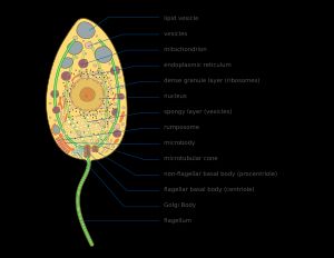 호상균(키트리드)의 모식도