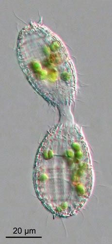 성적으로 구별되는 두 콜렙스 개체가 세포질 다리를 통해 유전 물질을 교환하는 접합 과정.