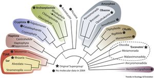 2020년 기준 진핵생물의 계통유전체학적 계통 나무. 상위계는 색깔로 표시됨.