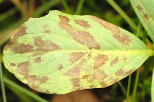 Physoderma menyanthis (이전에는 Cladochytrium menyanthis) 증상을 보이는 식물 잎