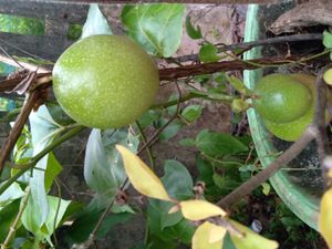 덜 익은 패션프루트