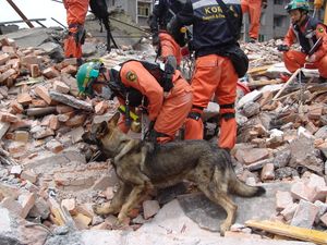 서울에서 활동하는 수색구조견