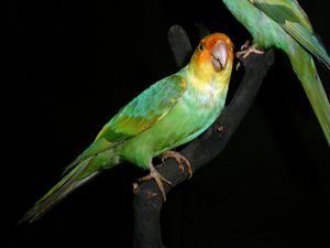 사냥으로 멸종된 카롤라이나앵무(Carolina parakeet) 박제 표본