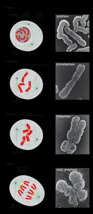 염색분체와 함께 나타낸 척추동물 세포의 초기 체세포분열.