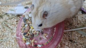 먹이를 먹는 햄스터의 모습.