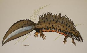도나우볏도롱뇽 (Triturus dobrogicus), 고등 도롱뇽