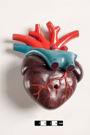 양서류 심장의 교구 모델