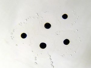 참개구리(Rana temporaria) 배아 발달 초기 단계