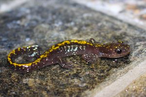 긴발가락도롱뇽(Ambystoma macrodactylum) 성체