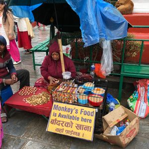 네팔 바그마티 스와얌부나트의 상점에 있는 "원숭이 먹이 판매"라는 표지판. 일부 지역에서는 원숭이 개체 수를 관광 자원으로 활용한다.