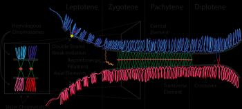 전기 I의 서로 다른 단계에서 나타나는 이음실복합체의 도식. 그리고 고리의 선형 배열로 정렬된 염색체.
