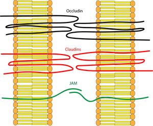 밀착연접을 구성하는 막관통 단백질(옥클루딘, 클라우딘, JAM 단백질)의 모식도