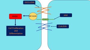오클루딘이 GEF-H1/Lfc와 상호 작용하여 세포 분화 및 운동성 조절 인자인 RHOA를 활성화시키는 모습.