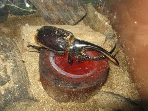 사육 중인 장수풍뎅이