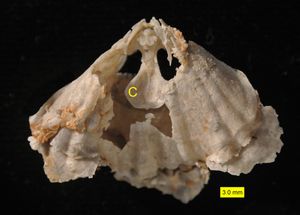 내부의 지주(spondylium, 그림의 "C")가 보이는 린코넬리드 완족류; 로아디안절, 과달루페세(중 페름기); 텍사스주 글래스 마운틴