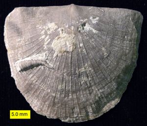 스트로포메니드(Strophomenida) 완족류에 붙어있는 코르누리티드(Cornulitida) 관벌레(상부 오르도비스기, 미국 인디애나주 남동부). 완족류의 각은 종종 착생 생물의 기질 역할을 한다.