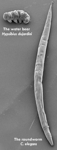 mm}})을 나란히 놓은 전자 현미경 사진.