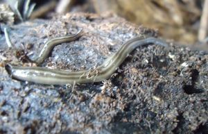 썩은 통나무 위에 있는 육상 Geonemertes sp., 필리핀 민다나오 섬