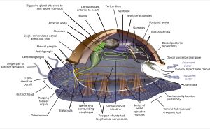 가상의 조상 연체동물 해부도