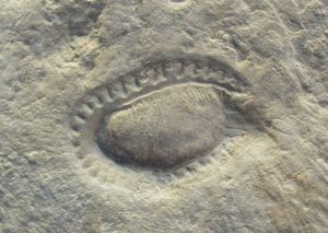 에디아카라기의 수수께끼 같은 킴베렐라 콰드라타(화석 사진)는 현대 연체동물과 공유하는 특징 때문에 "연체동물과 유사하다"고 설명되어 왔다.