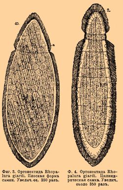 Rhopalura giardi (메치니코프, 1879)의 스케치.