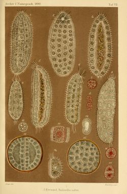 Frenzel이 그린 사리넬라의 스케치.