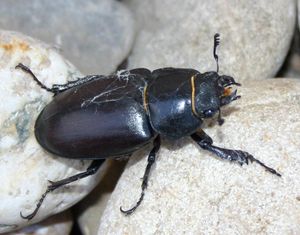 유럽사슴벌레 Lucanus cervus 암컷