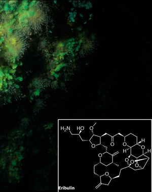 Halichondria속 해면동물은 에리불린 전구체인 할리콘드린 B를 생산한다.
