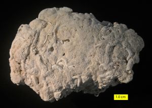 관태형류 태형동물과 관벌레류 관