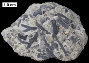 중부 데본기 위스콘신(Wisconsin), 미국산 편평하고 가지가 있는 태형동물 Sulcoretepora