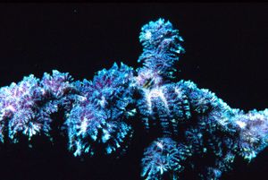 Costazia costazi, 해양 태형동물의 군체 골격. 작은 구멍 하나하나가 개충의 집이다.