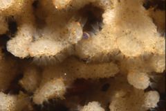 물을 걸러 먹이를 잡는 태형동물의 촉수관