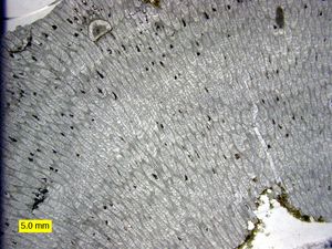 많은 동물실(zooecia)에서 "갈색체(brown bodies)"를 보여주는 프라소포라(Prasopora)의 단면; 아이오와주 오르도비스기