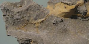 워싱턴 D.C. 스미스소니언에 전시된 할로포라(Hallopora) 화석 표본의 세부 사항