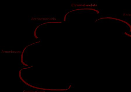 진핵생물 계통수. 왼쪽 하단의 후편모생물군(Opisthokont)의 "이크티오스포레아"(Ichthyosporea) 참조. "메타조아"(Metazoa)는 동물이며, 깃편모충류(Choanoflagellates)와 가깝게 있다. 균류(Fungi)는 후편모생물군(Opisthokont)의 다른 끝단에 있으며, Cristidiscoidea와 가깝게 놓여 있다. 이크티오스포레아(Ichthyosporea)는 균류("-myceto-")와 동물("-zoea")의 중간("Meso-")에 있다.