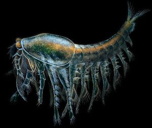 이카리스(Yicaris)는 발견된 가장 오래된 갑각류 중 하나이다.