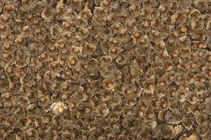 집단으로 매달려 있는 작은관코박쥐 무리