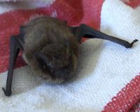 소형관박쥐(Pipistrellus pygmaeus)