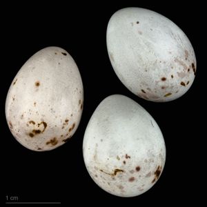 흑머리쇠딱따구리의 알(MHNT 소장)