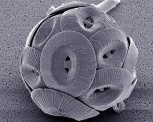 북대서양에서 채취한 코코리토포어 종인 Coccolithus pelagicus